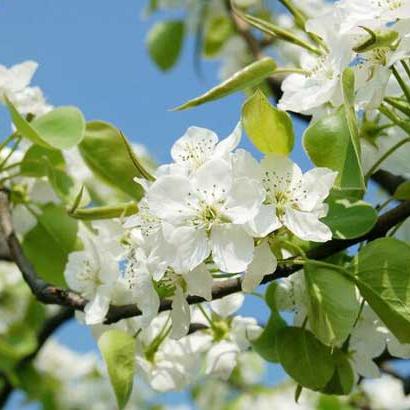 莱西天气预报（莱西天气预报15天未来更新）