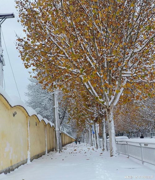 陕西大部迎雨雪天气,银装素裹三秦地,出行保暖需留心 陕西大部迎雨雪天气,银装素裹三秦地,出行保暖需留心