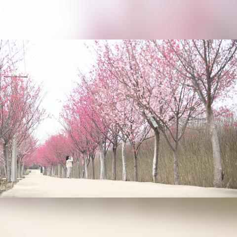 湖北武汉天气预报,春日多变,出行需备伞 湖北武汉天气预报,春日多变,出行需备伞