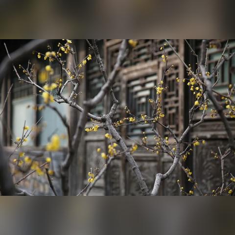 北京未来30天天气预报,春意渐浓,气温起伏需留意 北京未来30天天气预报,春意渐浓,气温起伏需留意