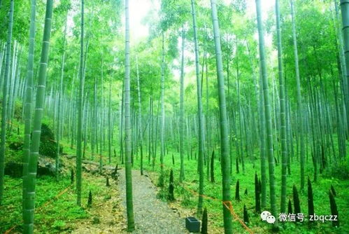 安吉天气预报,竹海深处的天气密码,藏着江南最温柔的秘密 安吉天气预报,竹海深处的天气密码,藏着江南最温柔的秘密